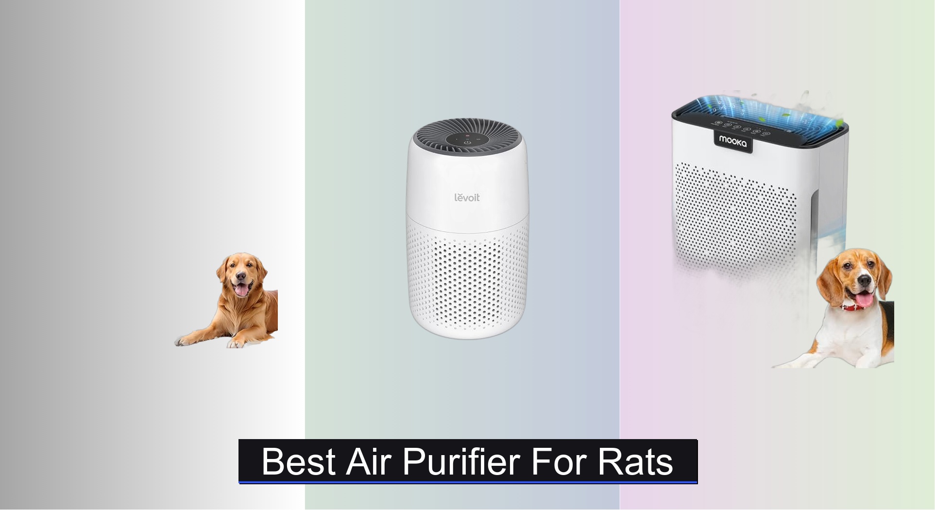 7 Best Air Purifiers for Rats of 2026